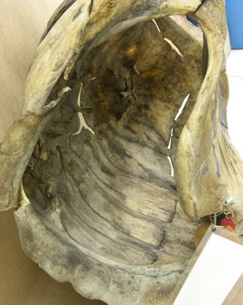 Media type: image; Herpetology R-11075